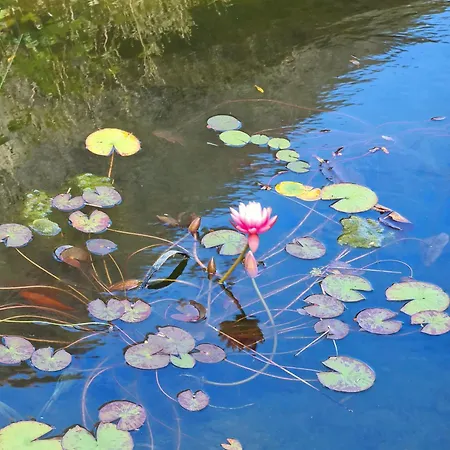 Chaumière à L'étang Des Anémones